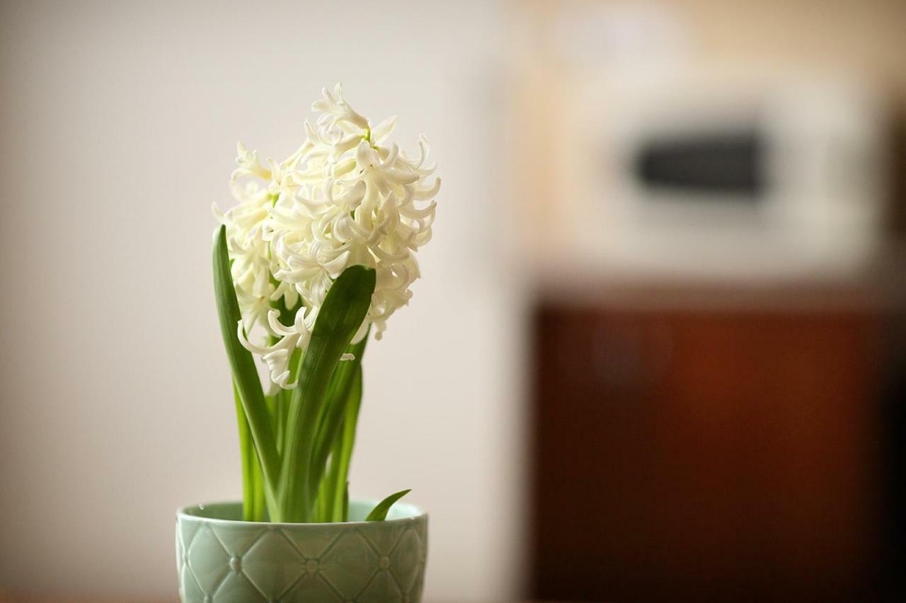 Ecomfort Apartment Kecskemet Ngoại thất bức ảnh